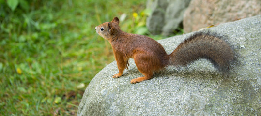 Red Squirrel (Sciurus vulgaris) perched on a rock in Helsinki, Finland