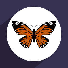 beutiful butterfly 