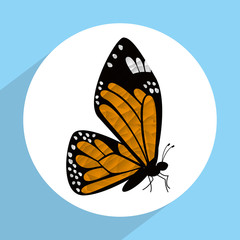 beutiful butterfly 