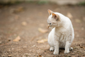White cat