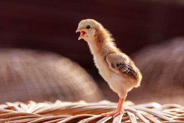chicken-i am here
