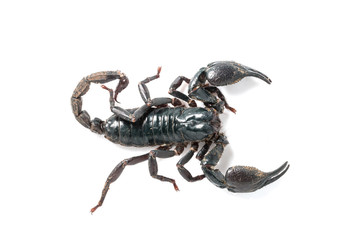 Giant forest scorpion species found in tropical and subtropical areas in Asia.