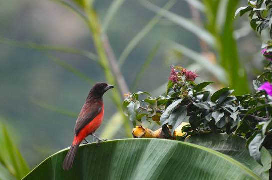 Crimson-backed Tanager sitting on palm leaf 