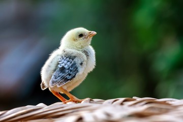 chicken i am here waiting for mom