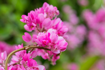 Confederate vine flower