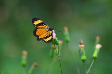 Orange-black butterfly on pink dandelion blossom 