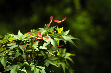 紅葉の赤ちゃんがいっぱい.