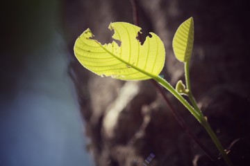 Green leaves in autumn