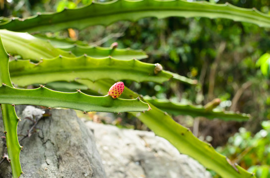 Little pittaya fruit closeup 