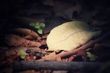Dried leaves
