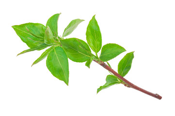 Young green sprout of apple-tree with leaf