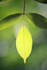 Green leaves in autumn
