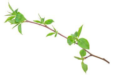 Obraz premium Young green sprout of apple-tree with leaf