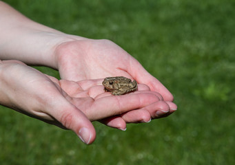 Young woman holding a small toad
