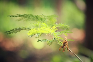 Green leaves in autumn
