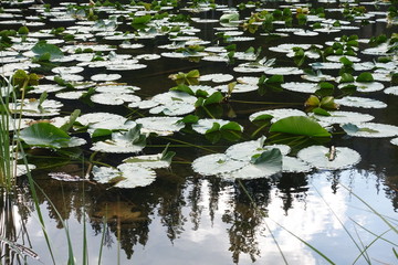 Lily pads in lake