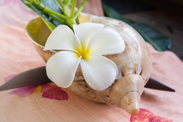 Obraz na płótnie Canvas lovely charming aroma flower plumeria in boutique style decorated in conch shell
