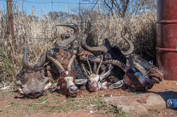 Fototapeta na wymiar Discarded heads of African mammals after a hunt