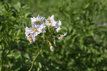 Цветёт картофель.