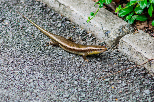 Skink in natural is a lizard that is rated as Squamata, snakes and lizards Scincidae