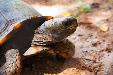 Naklejka premium turtle
