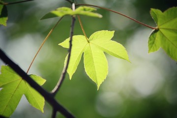 Green leaves in autumn