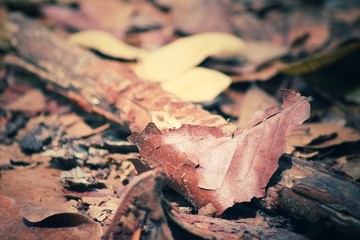 Dried leaves