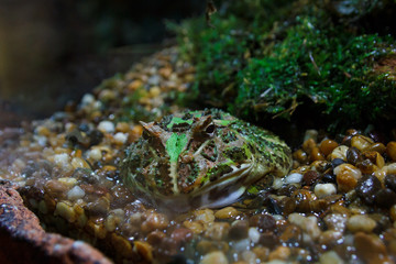 Fire bellied toad.