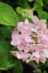 Hydrangeas flowers