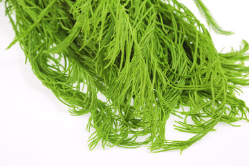 Cha-om on white background