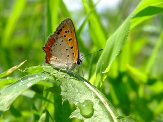 Naklejka na ściany i meble little butterfly in the sunshine #4
