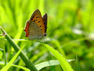 Obraz na płótnie Canvas little butterfly in the sunshine #2