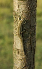 Lizard