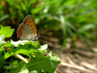little butterfly in the sunshine
