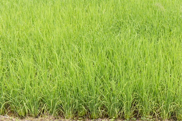 background of rice field
