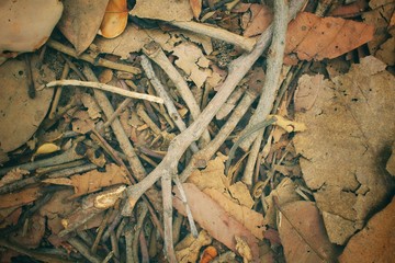 Tree branch