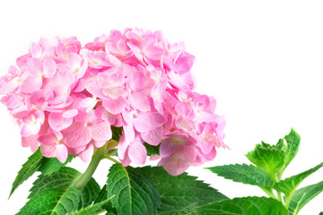 sweet  hydrangea flowers on a white background