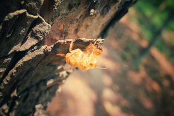 Cicada shell on the tree