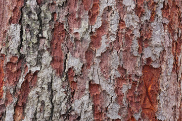 real tree bark texture