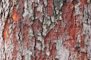 real tree bark texture