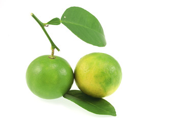 Lemon green in Thailand garden on a white background.for design.