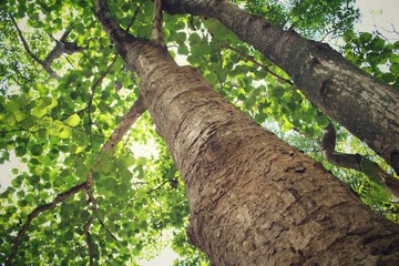 Fototapeta premium Tree in the forest