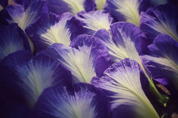 Butterfly pea flowers background