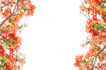  red Flam-boyant flower as frame border and copy space 