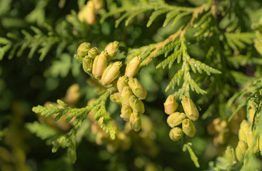 Green arborvitae branch