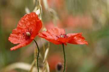 Detail of the corn poppy