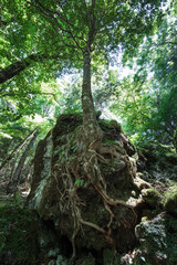 岩に根をはる樹木