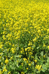 Obraz premium 菜の花 満開