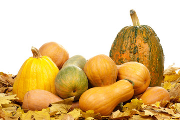 Ripe pumpkins