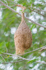 Nest of Ploceus philippinus.
